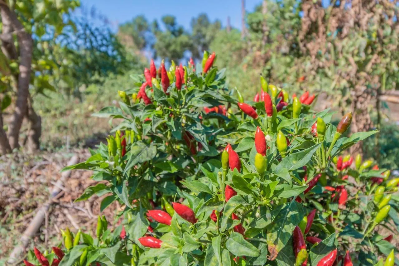 Finca Can Llorenc By Mallorca Villa Selection Cala Romantica  0*, Cala Romantica (Mallorca) Espagne